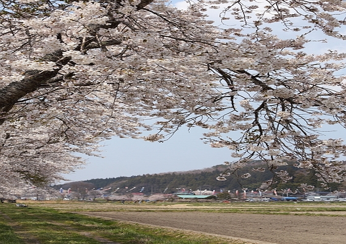 2.sakura2