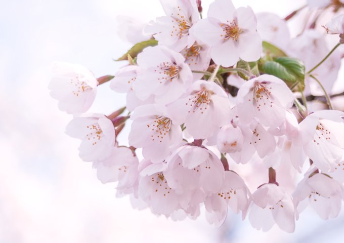 MARI85_harunopinksakura20120505