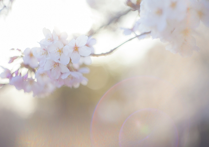 名古屋鶴舞公園で花見21 ライトアップは２年連続中止 ページ 2 フククル