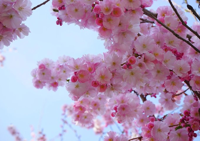 japanese-cherry-trees-324178_1280