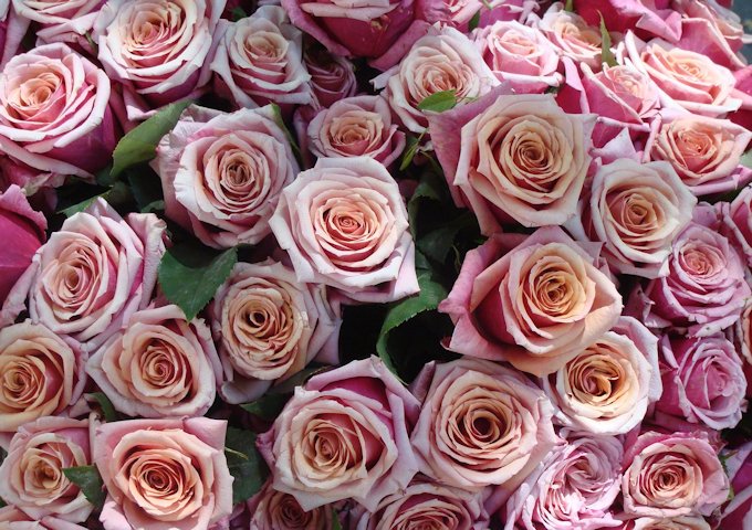 roses-535828_1280