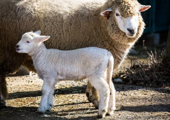 義兄嫁の読み方ってわかる？義兄、義弟の読み方は？付き合い方は？ フククル