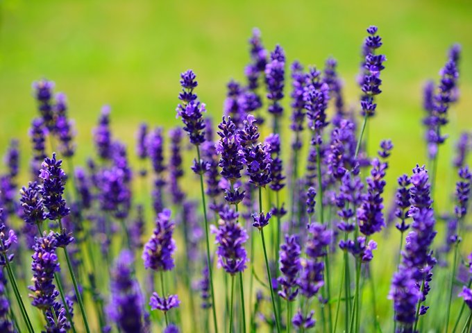 lavender-1117275_1280