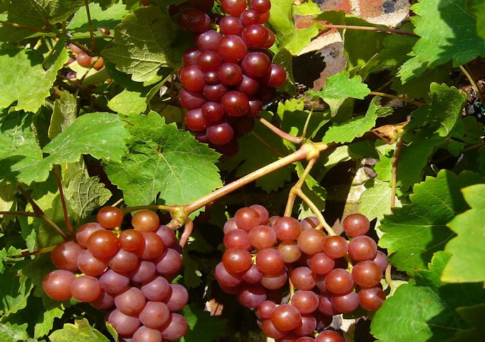 red-grapes-69810_1280