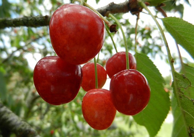 cherries-465247_1280