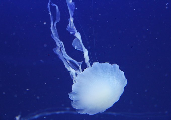 jellyfish-226778_1280