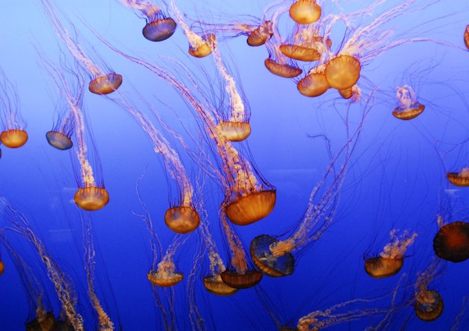 jellyfish-989040_1280