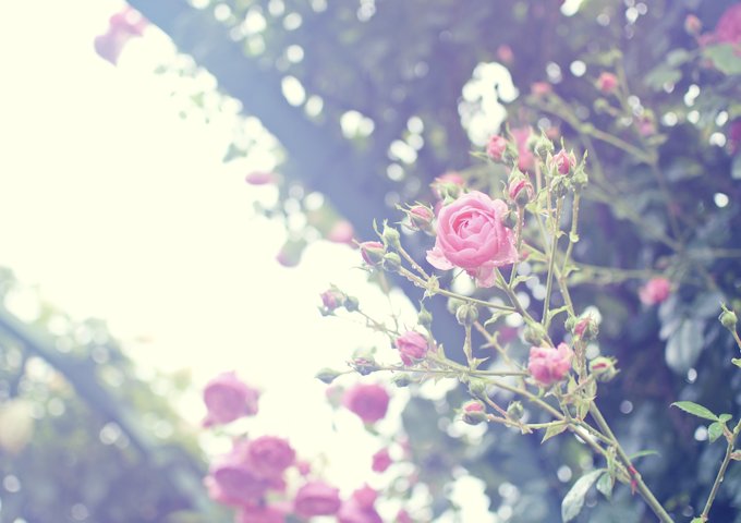ELL88_ameagarinoshizukana