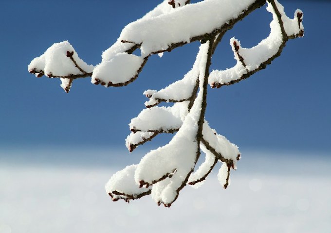 branch-437501_1280