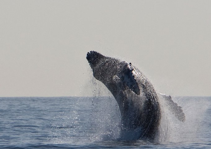 humpback-whale-1324633_1280