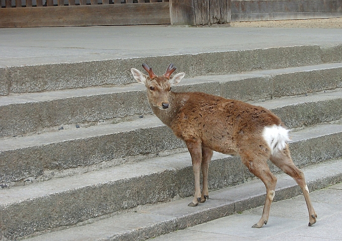 nara-648378_1280