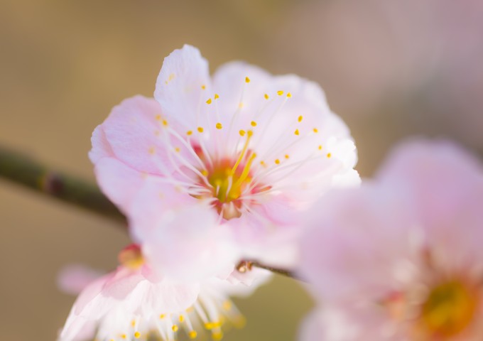 js745_umemacro