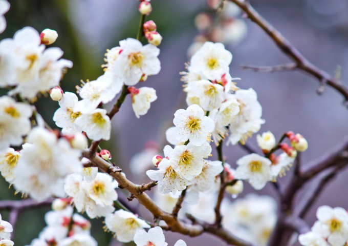 kij_mankainoumenohana