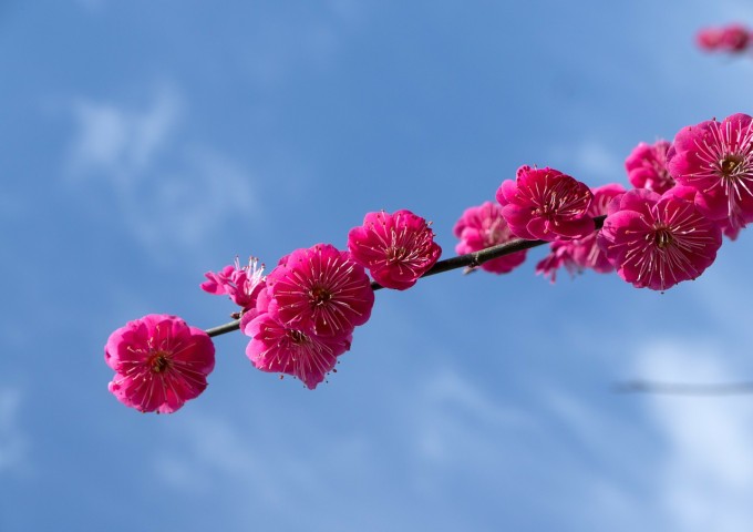plum-279858_1280