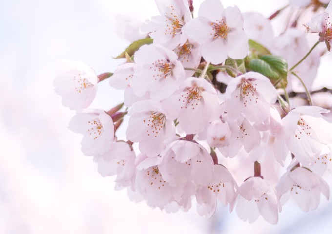 mari85_harunopinksakura20120505
