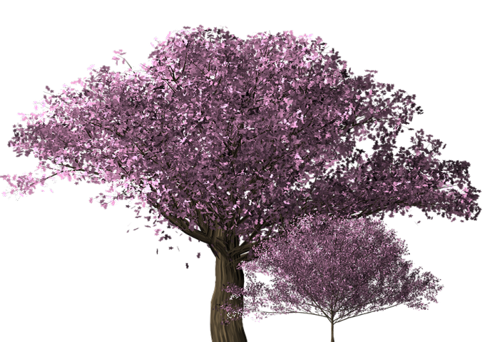 cherry-blossom-tree-1585230_640