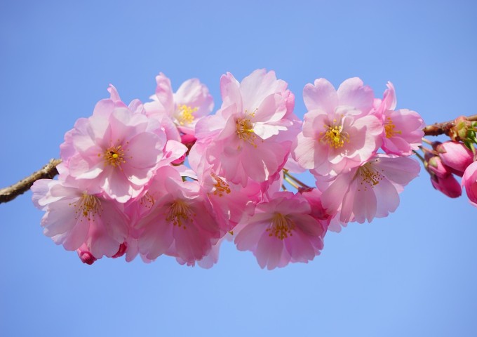japanese-cherry-trees-324186_1280