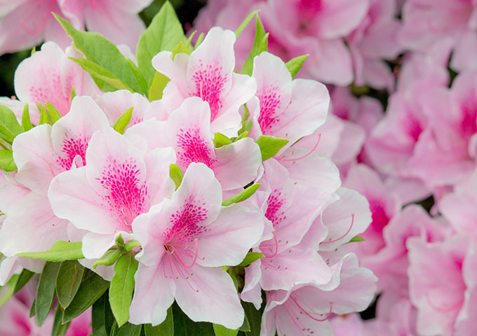 佐賀 御船山楽園花まつり 22 桜 つつじの見頃 ライトアップは その他つつじが美しいスポット３選 フククル